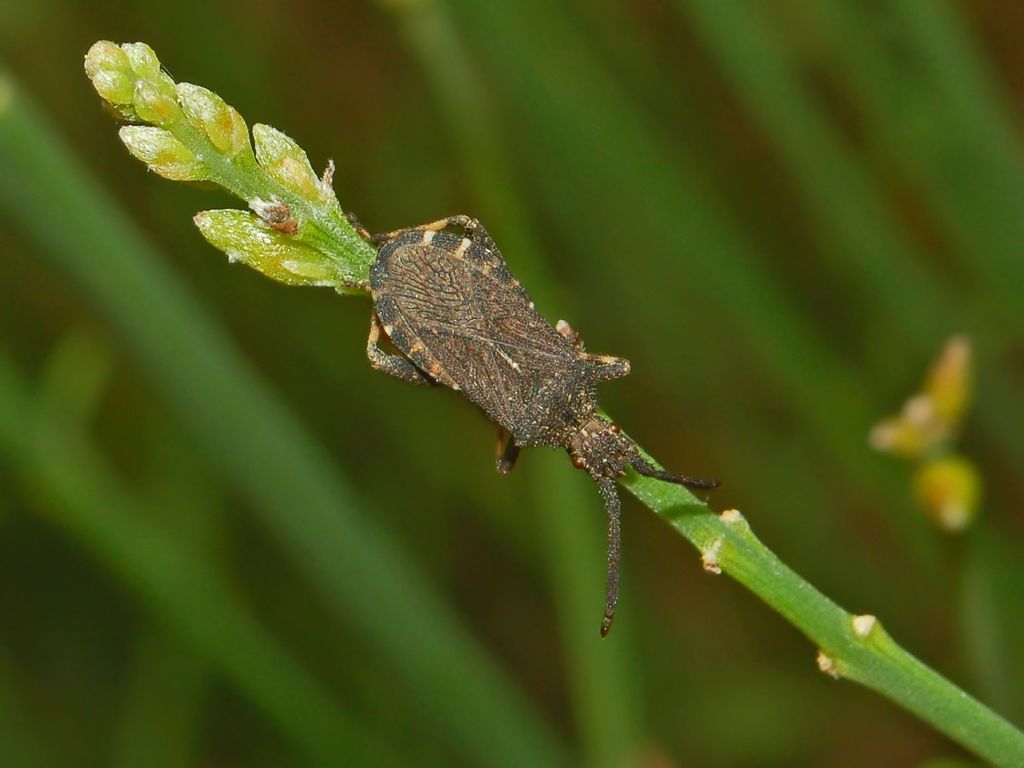 Coreidae: Bothrostethus annulipes della Liguria